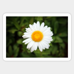 One White Daisy Sticker